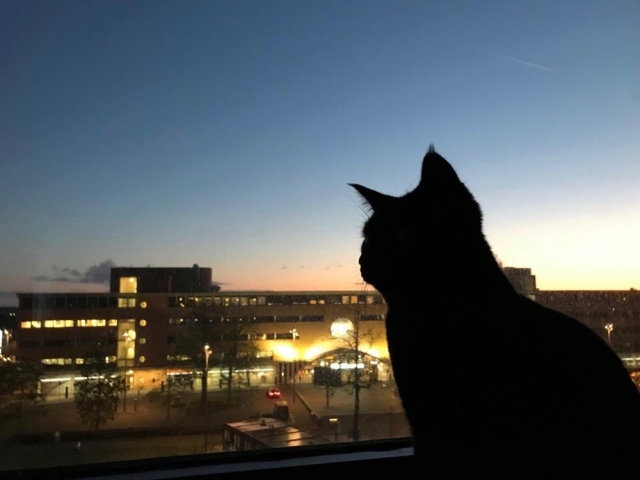黒猫 妖艶な雰囲気ただよう