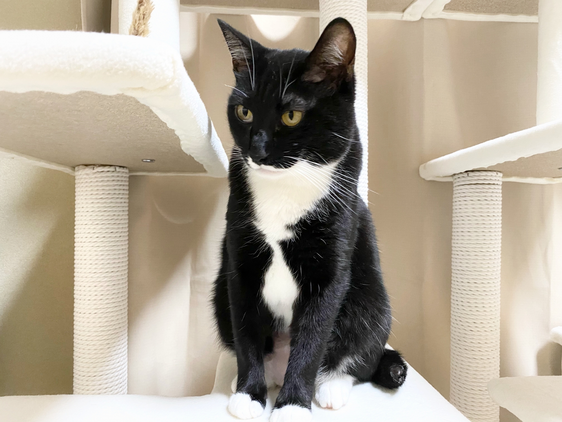 タキシード猫