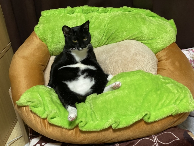 パンツ猫